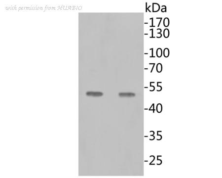 HUABIO ER1902-39 image 2