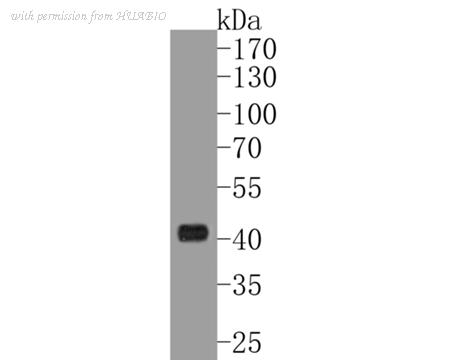 HUABIO ER1902-45 image 1