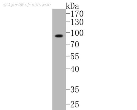 HUABIO ER1902-47 image 1