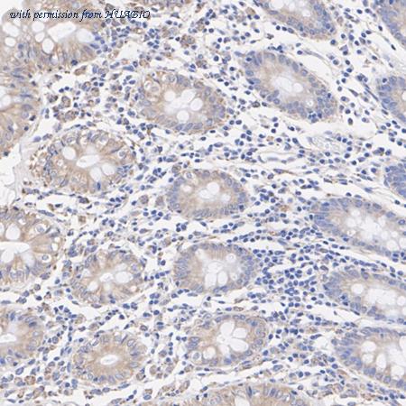 HUABIO ER1902-47 image 3