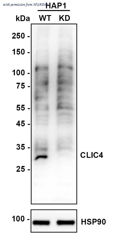 HUABIO ER1902-48 image 1