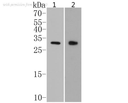 HUABIO ER1902-48 image 2