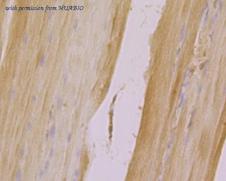 HUABIO ER1902-48 image 3