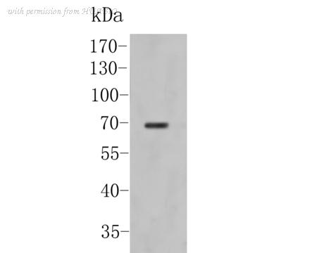 HUABIO ER1902-49 image 1