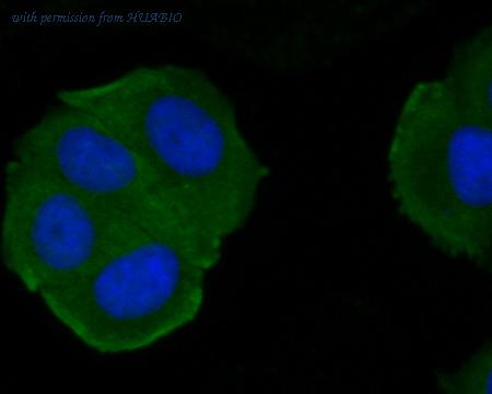 HUABIO ER1902-49 image 2