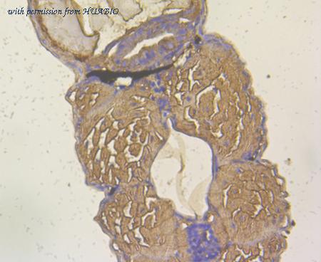 HUABIO ER1902-50 image 2