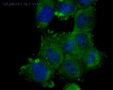 HUABIO ER1902-51 image 2