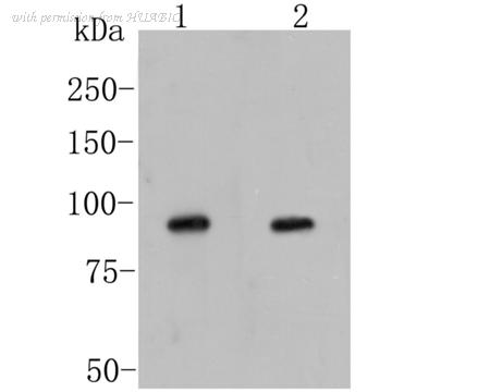 HUABIO ER1902-52 image 1