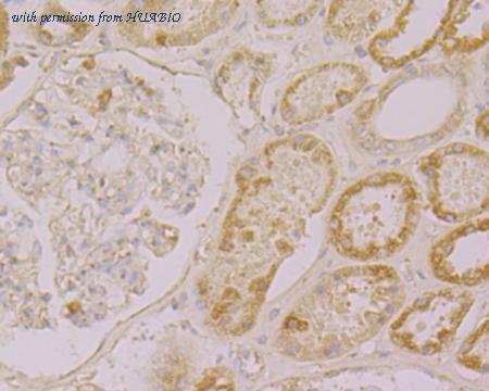 HUABIO ER1902-55 image 3