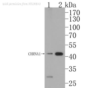 HUABIO ER1902-58 image 1