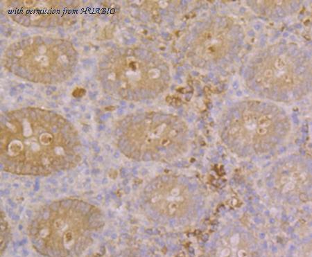 HUABIO ER1902-63 image 3