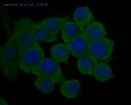 HUABIO ER1902-65 image 2