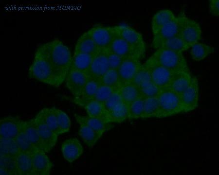 HUABIO ER1902-65 image 3