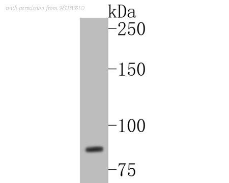 HUABIO ER1902-66 image 1