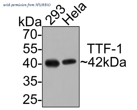 HUABIO ER1902-68 image 2