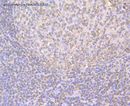 HUABIO ER1902-70 image 3