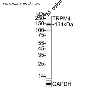 HUABIO ER1902-81 image 1