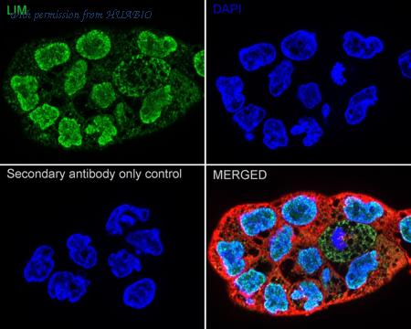 HUABIO ER1902-83 image 2