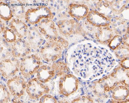 HUABIO ER1902-85 image 2