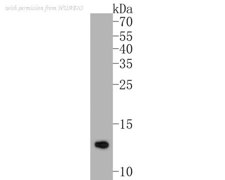 HUABIO ER1902-87 image 1