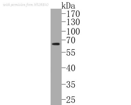 HUABIO ER1902-89 image 1