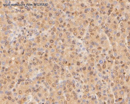 HUABIO ER1902-89 image 3