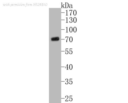 HUABIO ER1902-95 image 1