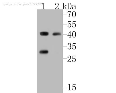 HUABIO ER1902-97 image 1
