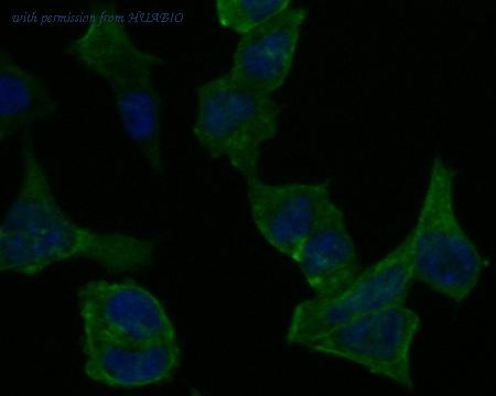 HUABIO ER1902-97 image 2