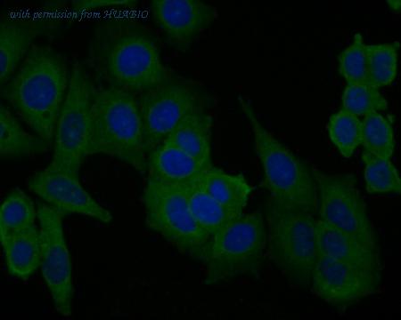 HUABIO ER1902-97 image 3