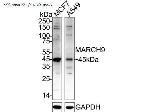 HUABIO ER1903-04 image 1
