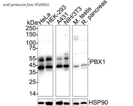 HUABIO ER1914-79 image 1