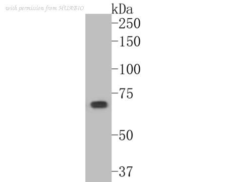 HUABIO ER2001-02 image 1