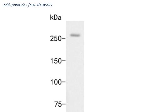 HUABIO ER2001-16 image 1