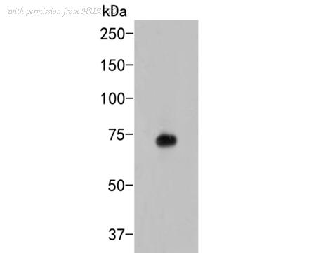 HUABIO ER2001-23 image 1