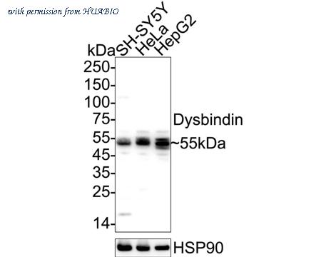 HUABIO ER2001-26 image 1