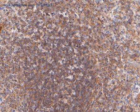 HUABIO ER2001-26 image 3