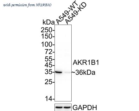 HUABIO ER2001-27 image 1
