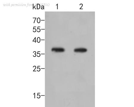 HUABIO ER2001-27 image 2
