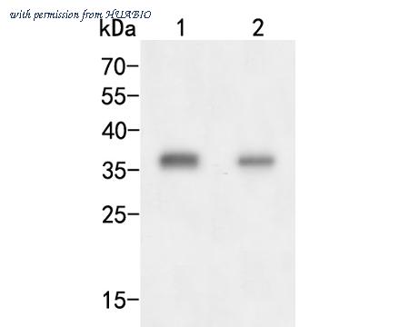 HUABIO ER2001-28 image 1