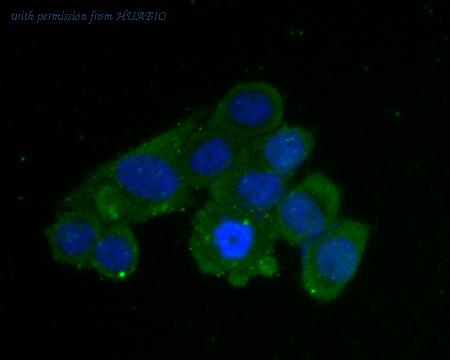 HUABIO ER2001-28 image 2
