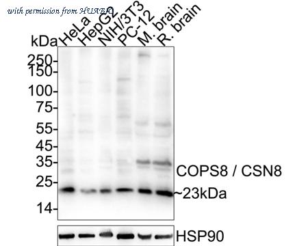 HUABIO ER2001-29 image 1