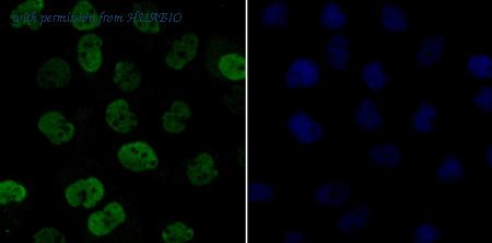 HUABIO ER2001-32 image 2