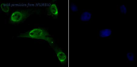 HUABIO ER2001-32 image 3