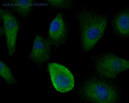 HUABIO ER2001-35 image 2