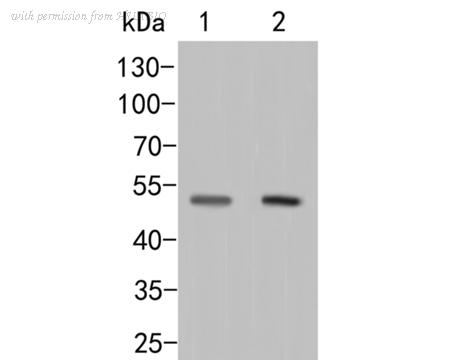 HUABIO ER2001-36 image 1