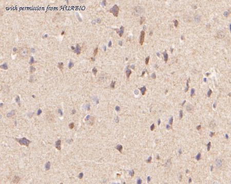 HUABIO ER2001-36 image 3