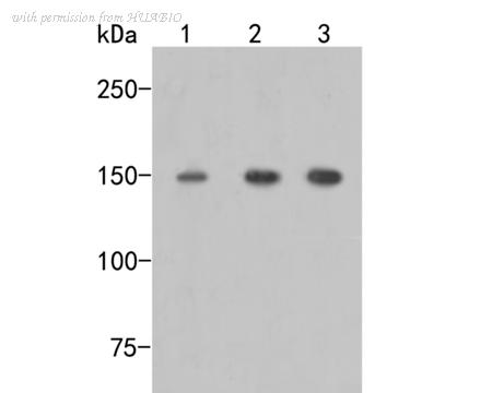 HUABIO ER2001-38 image 1