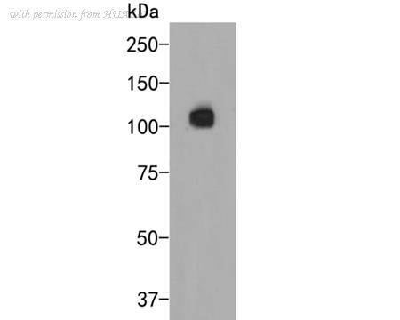 HUABIO ER2001-40 image 1
