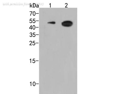 HUABIO ER2001-42 image 1